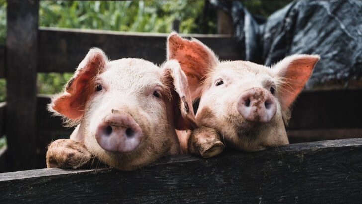 Animal Rights Slams Pig Marking on Belgian Farms