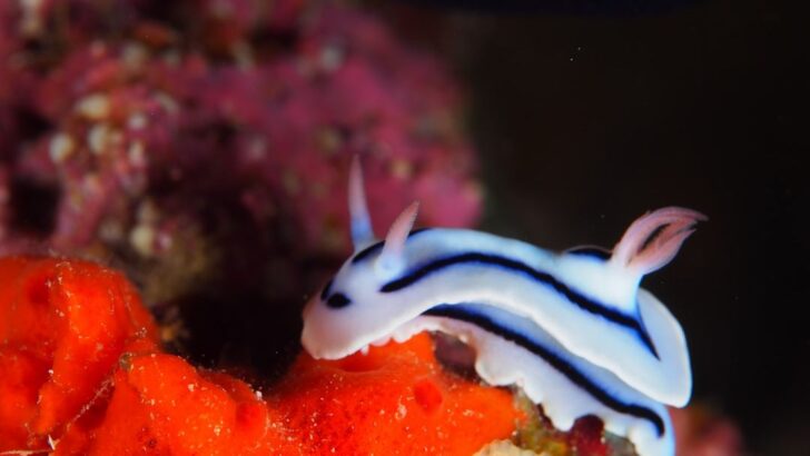 Glacial Cycles Forge a Hidden World of Antarctic Sea Slug Diversity