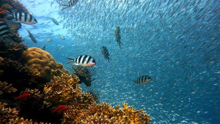 El Niño Looms Over Stressed Coral Reefs
