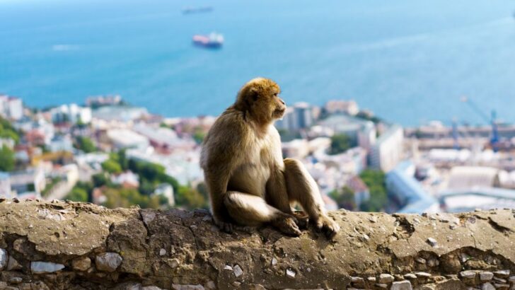 Gibraltar Macaques Turn to Soil After Tourist Treats