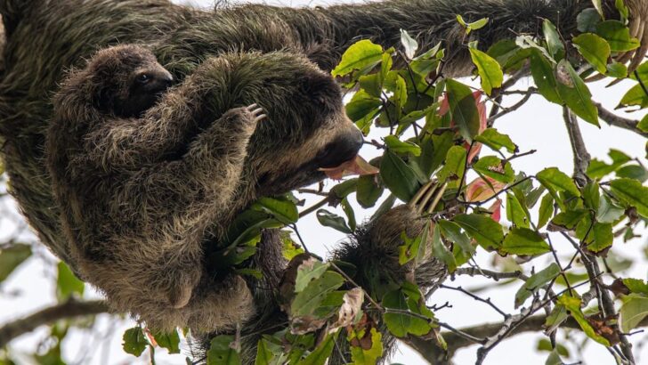 Few Bengal Slow Lorises Survive Wild Release