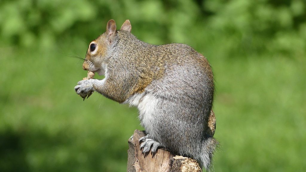 The Real Reason Squirrels Chase Each Other in Spirals