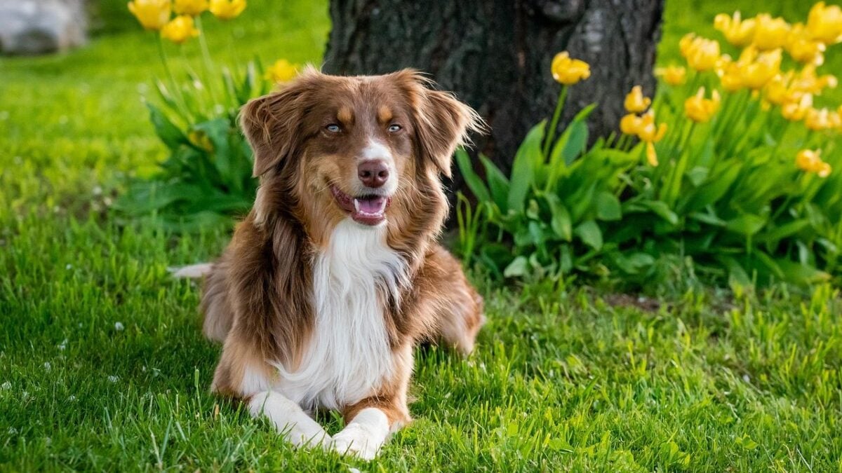 Dog Breeds That Experts Warn Seniors Should Never Adopt