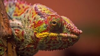 Which Reptile Matches Your Zodiac Personality