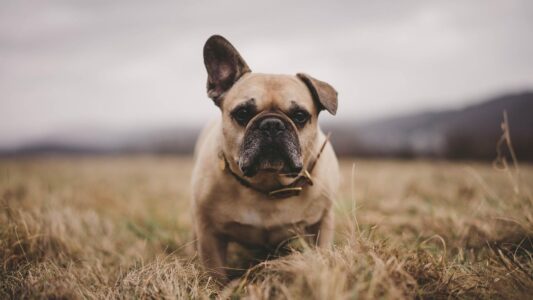 10 Senior-Friendly Dog Breeds That Won&rsquo;t Drain Your Finances With Constant Care