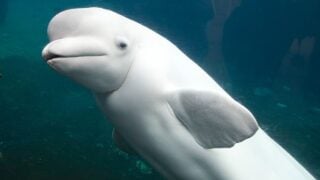 What Arctic Animal Matches Your Zodiac Sign's Inner Strength