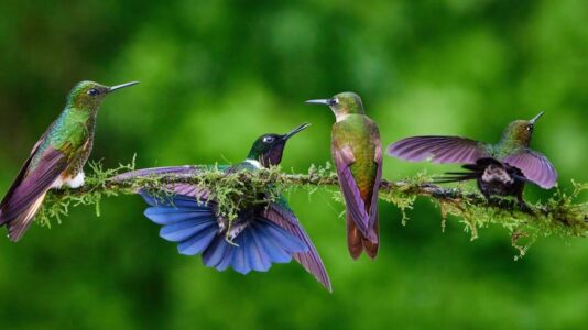 12 Heartbreaking Facts About Hummingbirds Most People Will Never Notice