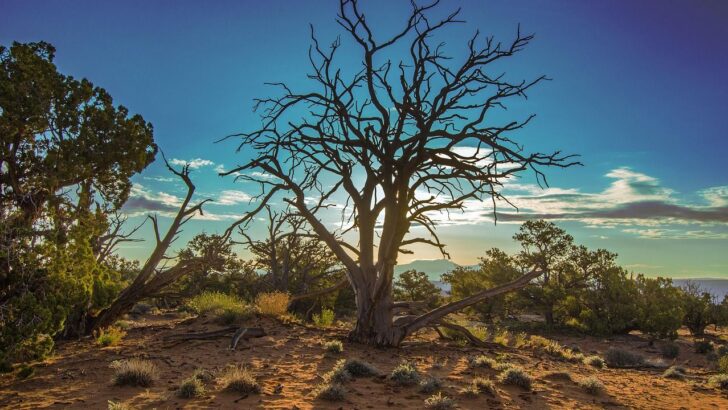 Predators Hit Hardest as Drought Shrinks Southwest Habitats