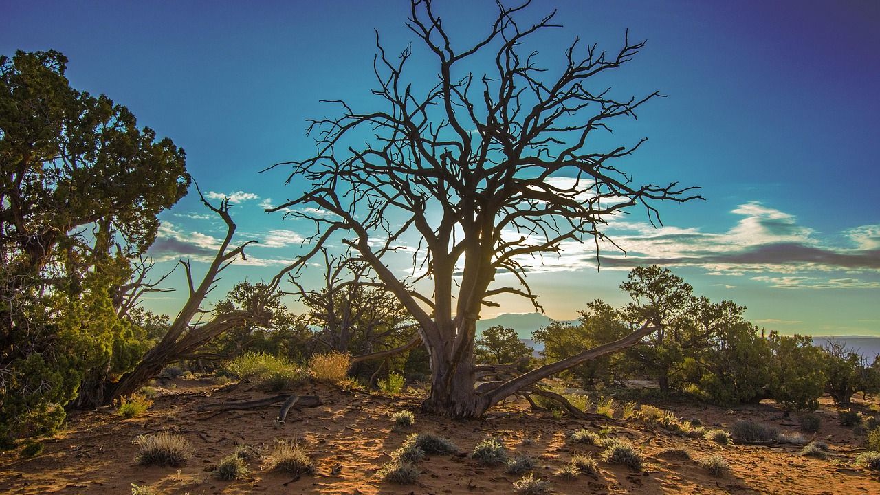 The Southwest's drought is shrinking wildlife's suitable habitat, with predators hit hardest