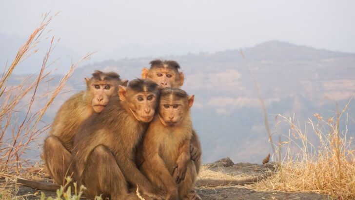Report Exposes 1,600 Monkeys for Sale on US Social Media