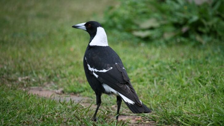 Magpie Holds Firm as Australia&rsquo;s Most Frequently Recorded Bird