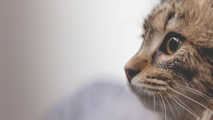 House cats could help unlock new cancer treatments for humans: Say Scientists