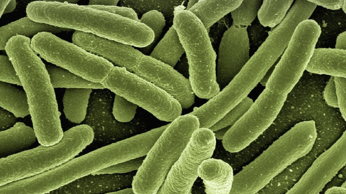 What Happens to Living Cells After the Body Dies?