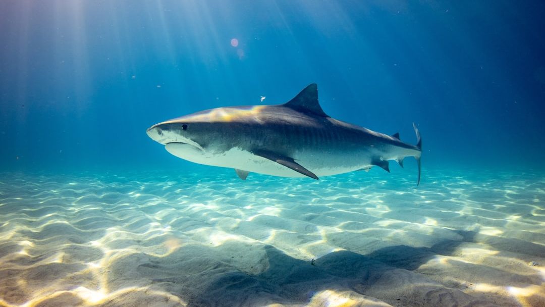 Couple Fights Off Tiger Shark Larger Than Their 12-Foot Kayak in Hawaii