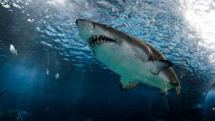 Shark Attacks Man Spearfishing in Australia&rsquo;s Great Barrier Reef: Succumbs to Injuries