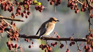 12 Amazing Facts About Cedar Waxwings That Make Them Unlike Other Birds