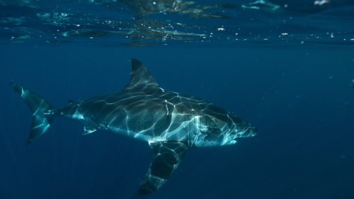 Shark Stuns Locals by Surfacing in Rhode Island Pond Before Dying