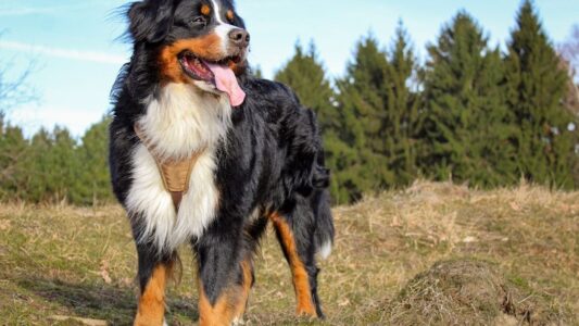17 Popular Dog Breeds Vets Secretly Wish You&rsquo;d Stop Choosing