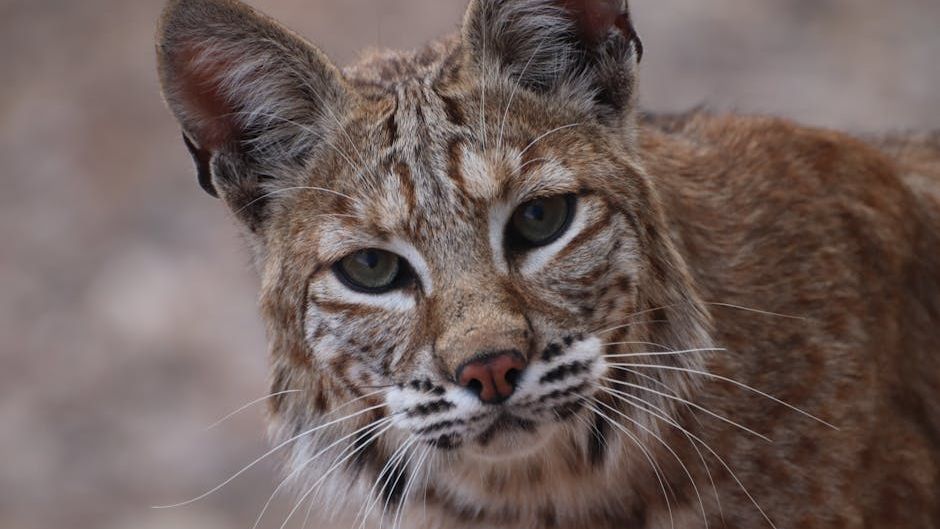 12 Incredible Facts About Bobcats Most Americans Never Witness in the Wild