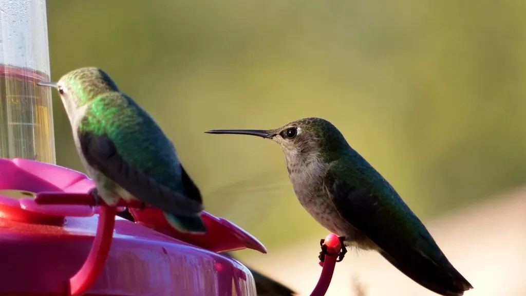 17 Hummingbird Secrets Experienced Gardeners Finally Admit Work