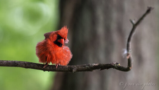 11 Backyard Plants That Cardinals and Finches Secretly Love