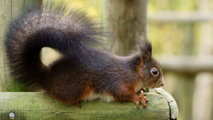 11 Fascinating Facts About Ground Squirrels and Their Complex Warning Calls