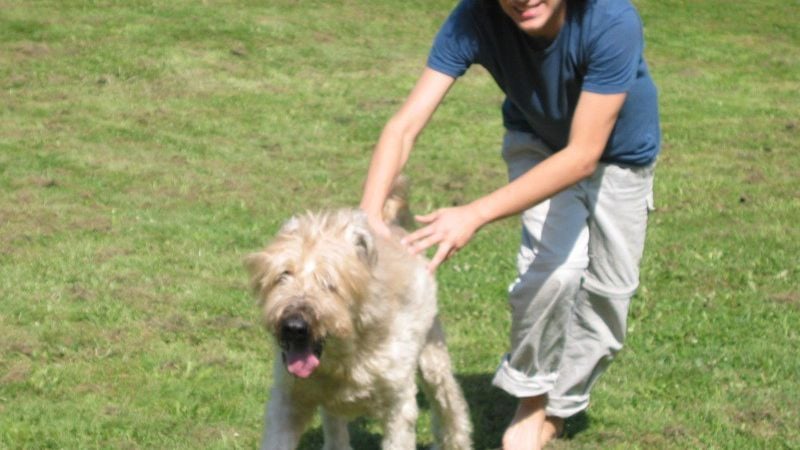 14 Dog Breeds Vets Quietly Saw Everywhere in the 1980s But Rarely See Today