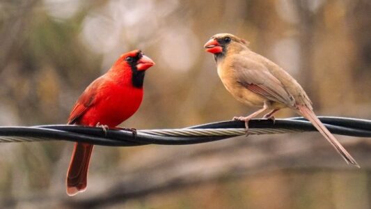 The Disturbing Reason Cardinals Keep Crashing Into Your Windows