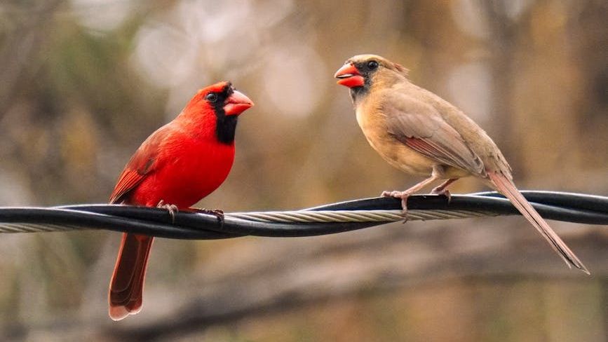 The Disturbing Reason Cardinals Keep Crashing Into Your Windows