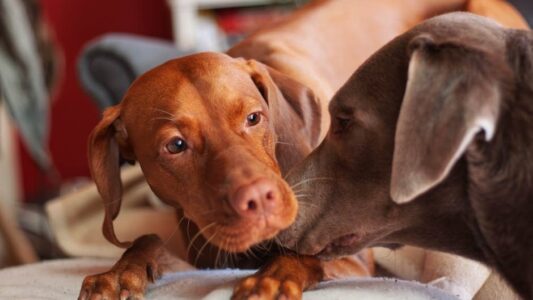 8 Dog Breeds That Form Obsessive Attachments to One Person