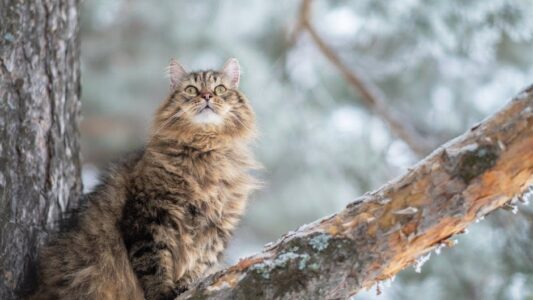 If You’re Over 50 Never Adopt These 5 Cat Breeds (And 5 You Should)