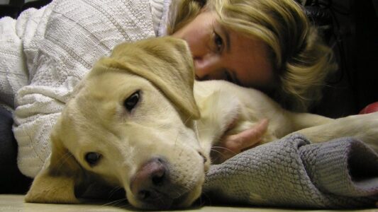 Dog Breeds That Will Literally Die of Heartbreak If You Rehome Them