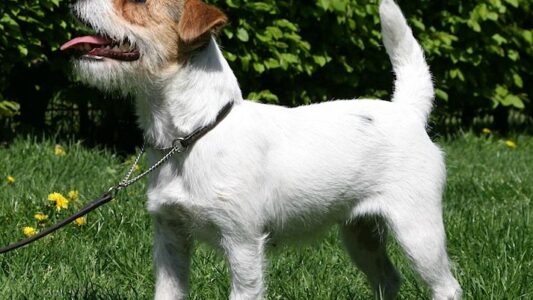 17 Dog Breeds Vets Secretly Wish Senior Owners Would Reconsider Before Adopting
