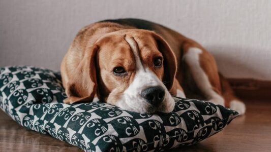 What Happens to Your Dog&rsquo;s Brain When You Leave Them Alone All Day