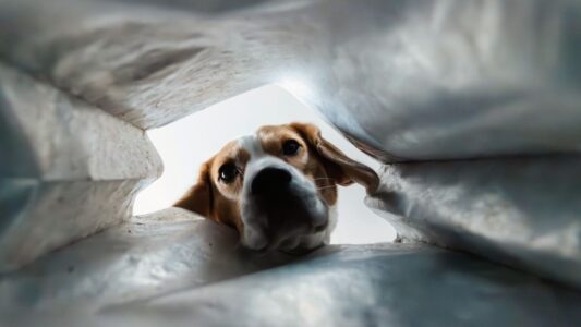 12 Seemingly Innocent Things That Terrify Dogs More Than Thunder
