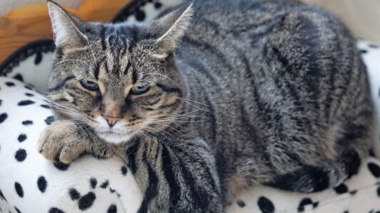 10 Warning Signs Your Cat Is Silently Suffering and Hiding It From You