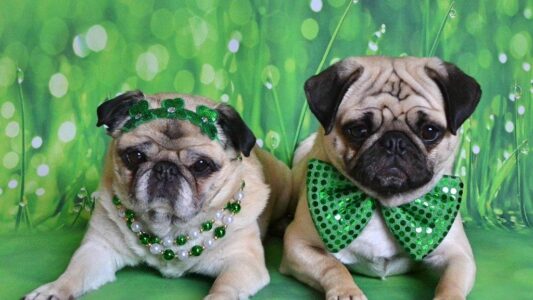 12 Dog Breeds Vets Secretly Wish Social Media Would Stop Turning Into Trends