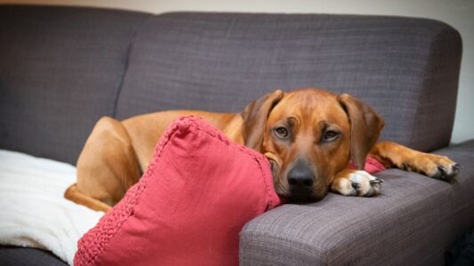 11 Dog Breeds That Sense Danger Before It Happens