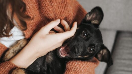16 Signs Your Dog Is Holding On Before Crossing the Rainbow Bridge