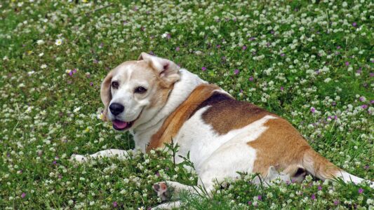 17 Dog Breeds That Are Nearly Impossible to Housebreak