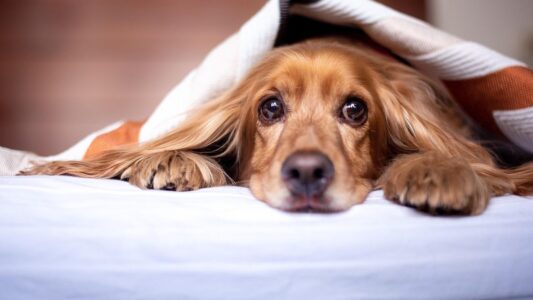 12 Heartbreaking Ways a Dog Says Goodbye Before Crossing the Rainbow Bridge