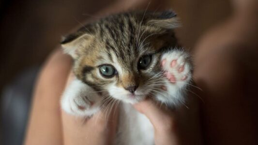 The One Thing You Do Every Day That Terrifies Your Cat