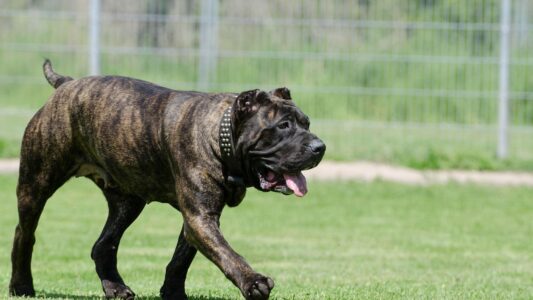 16 Dog Breeds That Experts Say Should Not Be Kept as Pets