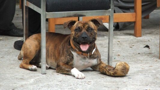 12 Silent Warnings Your Dog Gives Before They Snap (That Most Owners Miss)