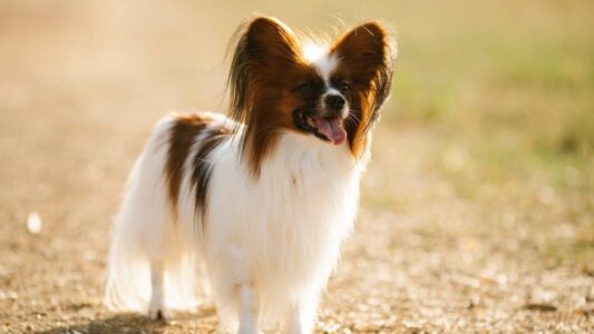 8 Dog Breeds That Outlive Their Owners and Wait By The Door Forever