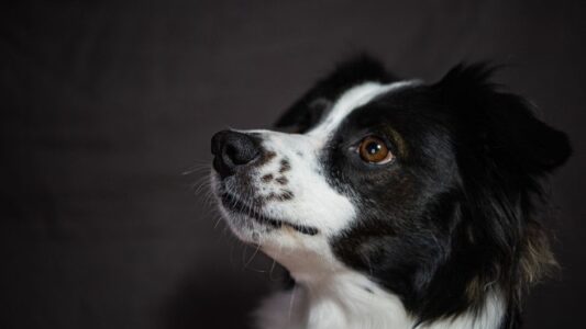 Dog Breeds That Remember Every Time You Wronged Them