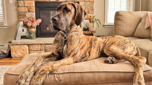 14 Dog Breeds Vets Refuse to Board Overnight