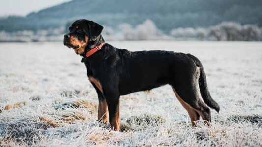 17 Dog Breeds Vets Quietly Keep Off the List They Hand to New Parents