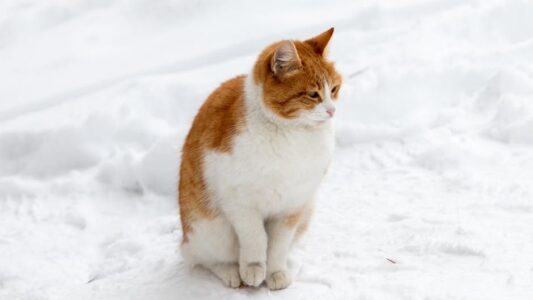 8 Cat Behaviors That Mean &lsquo;I&rsquo;m Dying&rsquo; (Most Owners Miss #3)