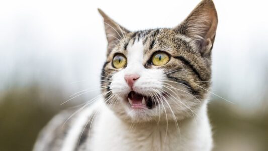 If Your Cat Stares at You Without Blinking, It&rsquo;s Not Being Creepy &ndash; Animal Behaviorists Say It&rsquo;s the Highest Form of Trust